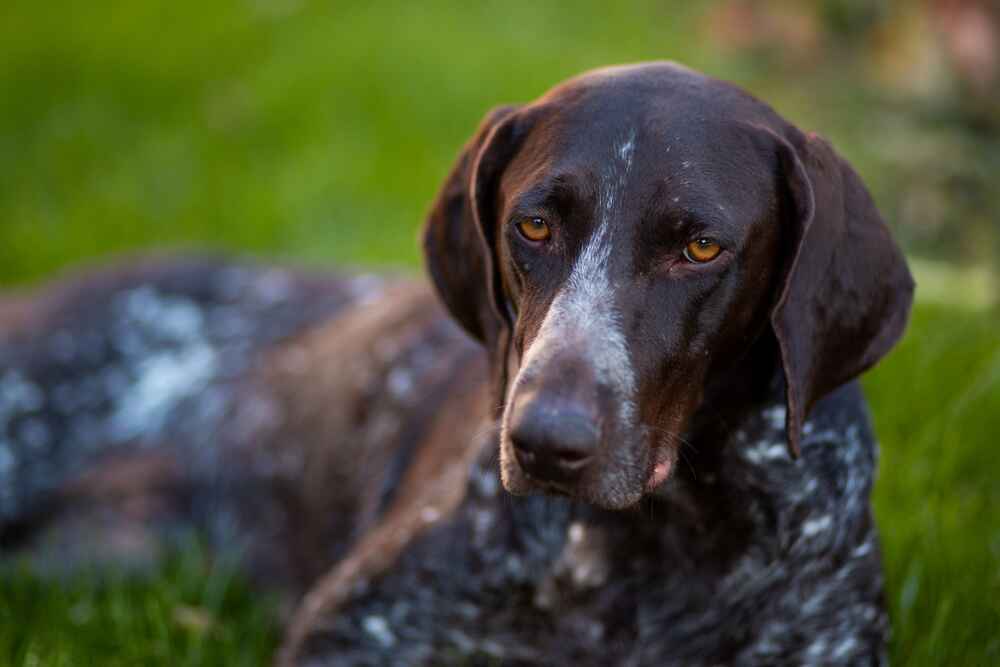 Изображениe — Отдыхающий курцхаар Отдыхающий курцхаар