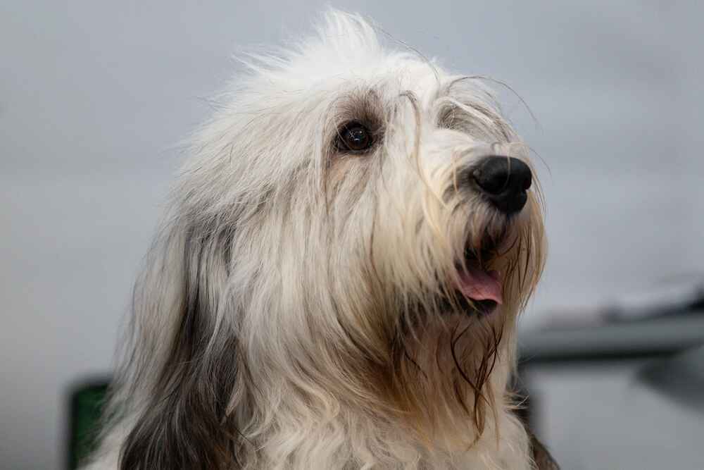 Бородатый колли смотрит в сторону