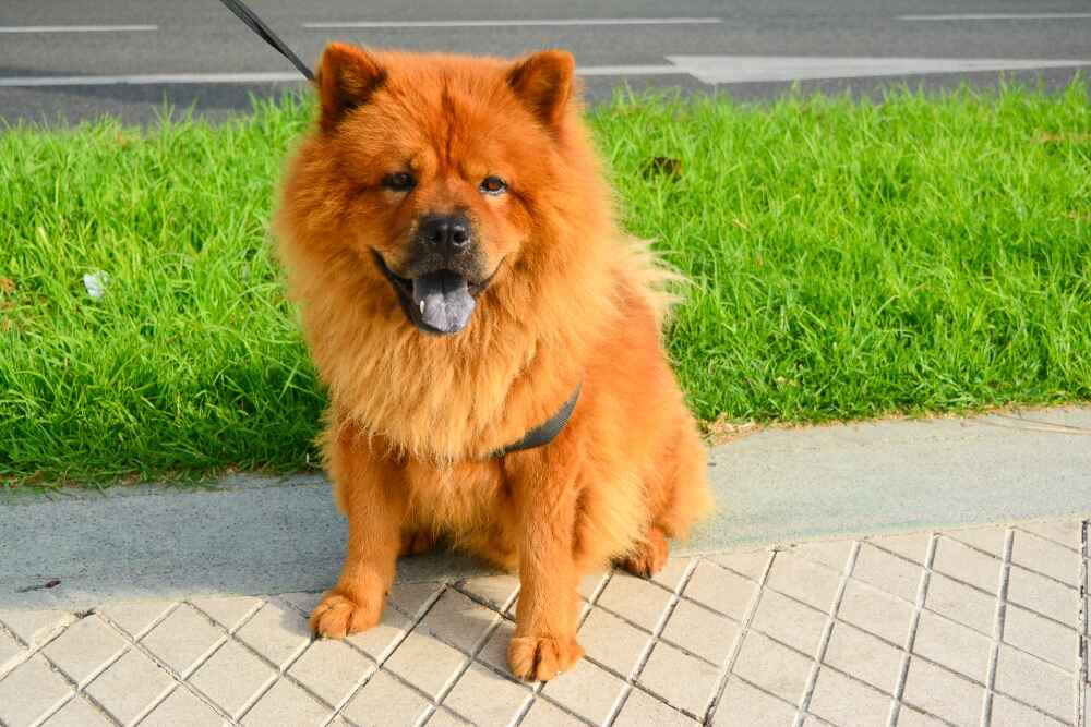 Изображениe — Чау-чау в городе Чау-чау в городе