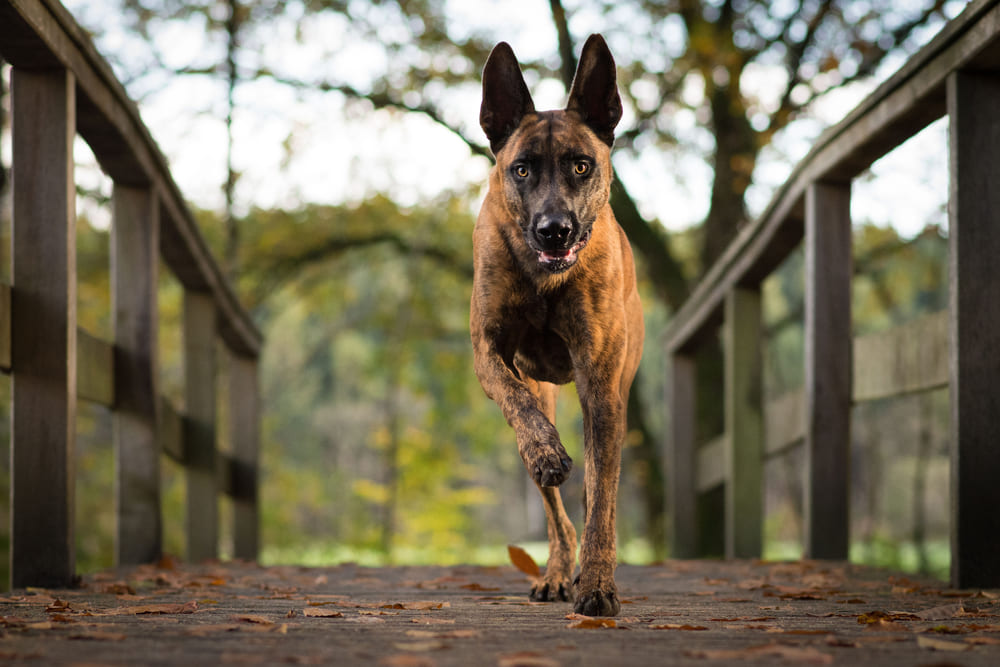Собака хердер