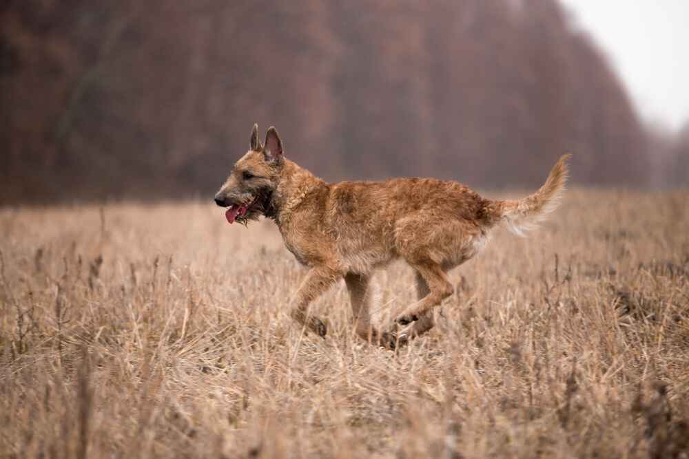 Бегущая лакенуа