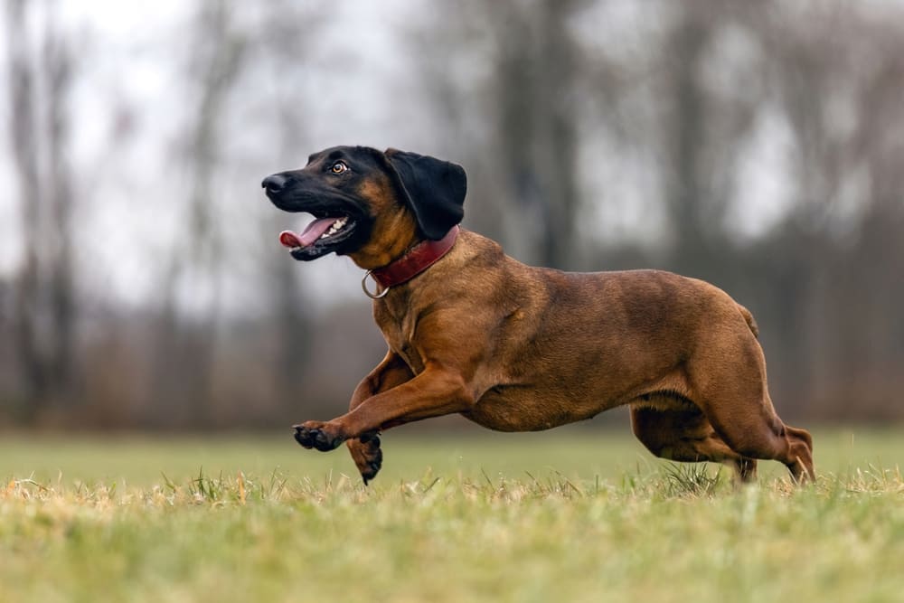 Описание баварской горной гончей есть в стандарте породы