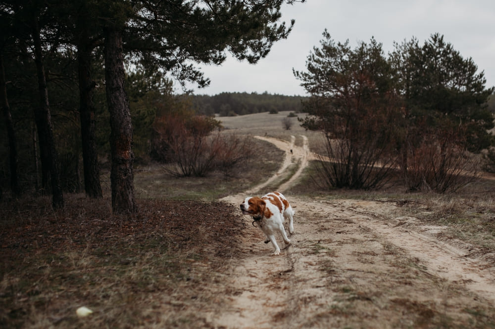 Бретонский эпаньоль бежит