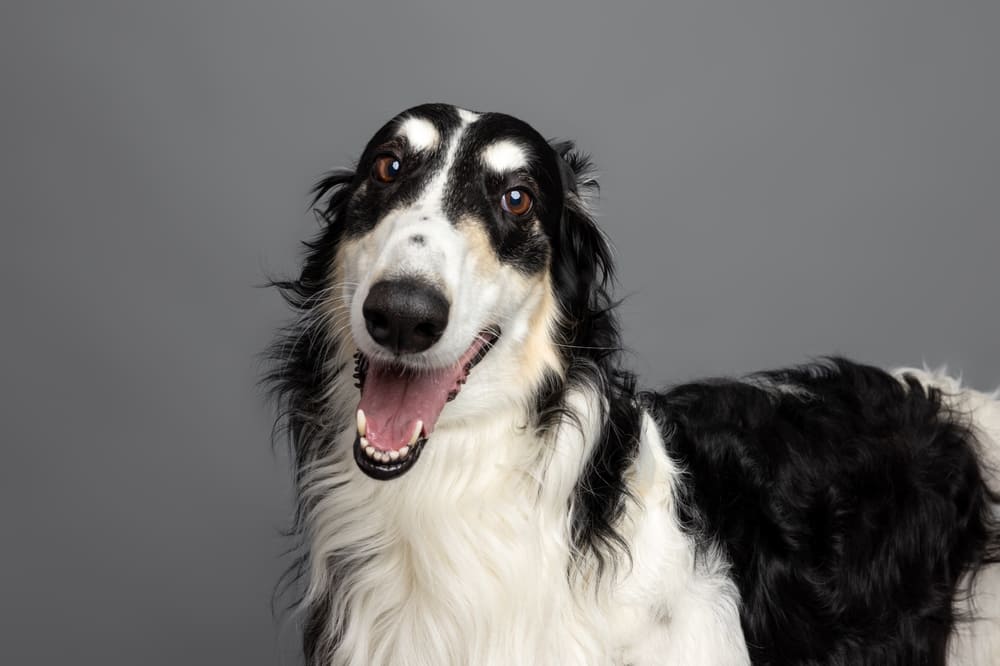 Русская борзая собака