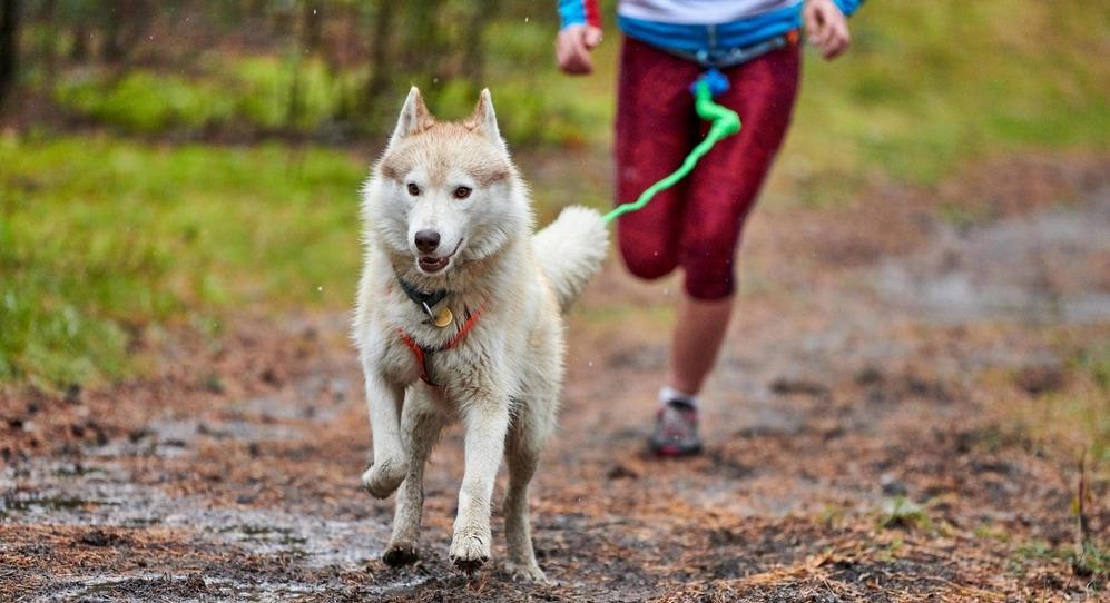 Каникросс, или бег с собакой: все о дисциплине
