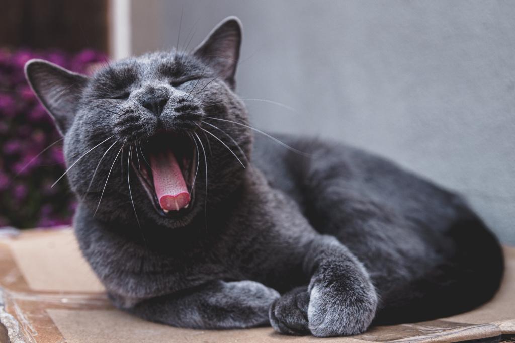 Почему появляется запах изо рта у кошки и как его устранить