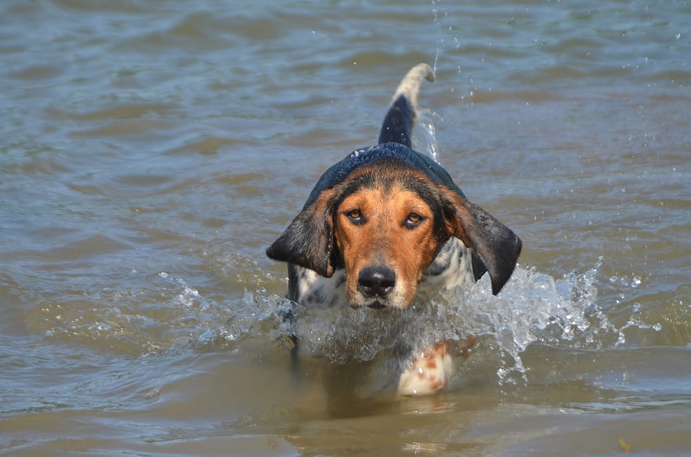 Фоксхаунд плавает