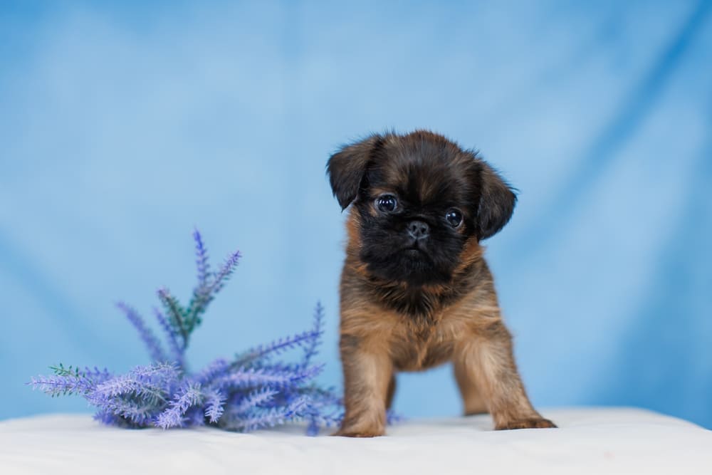 Щенок пти-брабансона позирует для фотографа