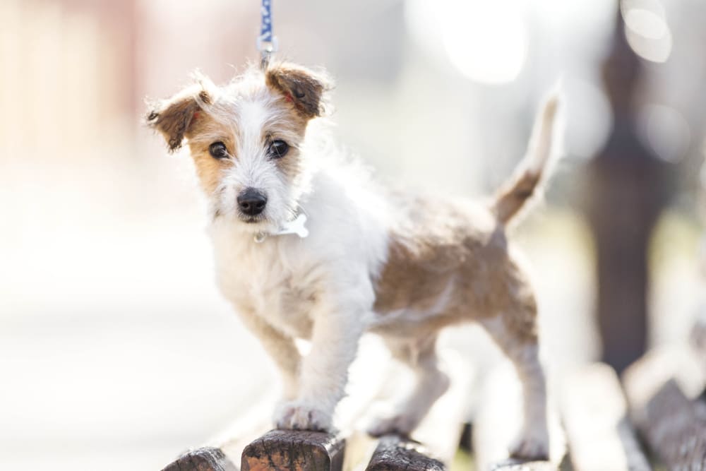 Собака кромфорлендер на поводке