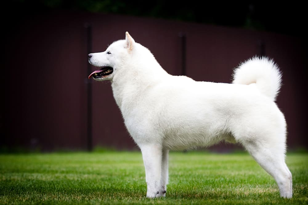 Собака айну