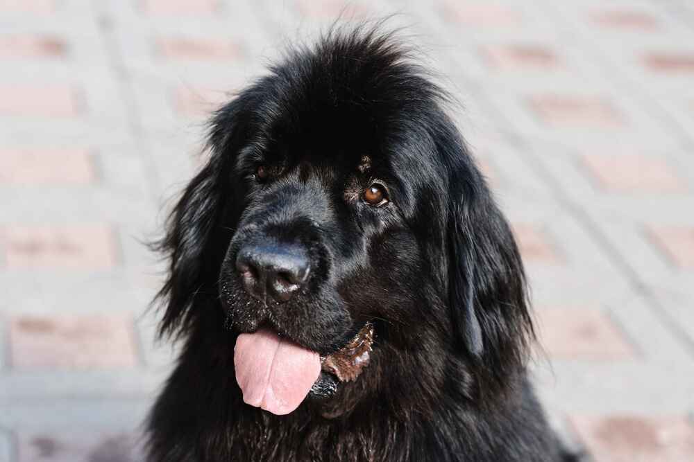 Ньюфаундленд высунул язык