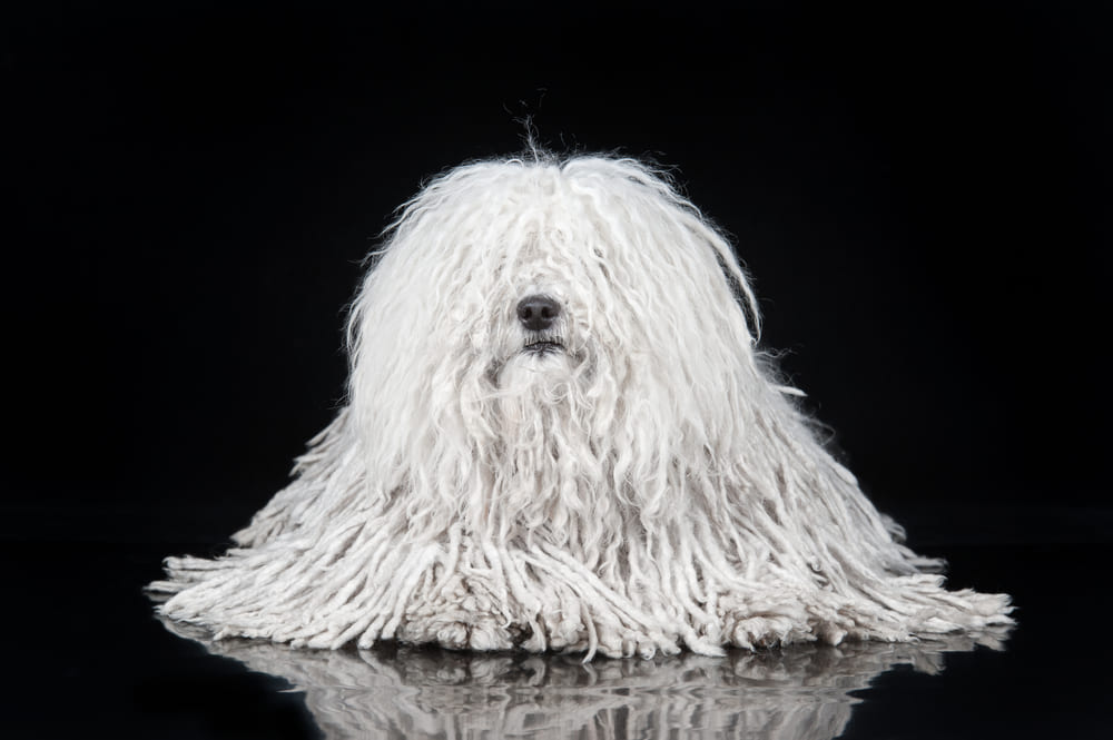 Венгерские овчарки пули на природе