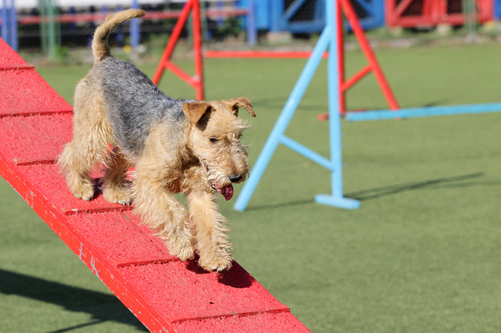 Lakeland terrier