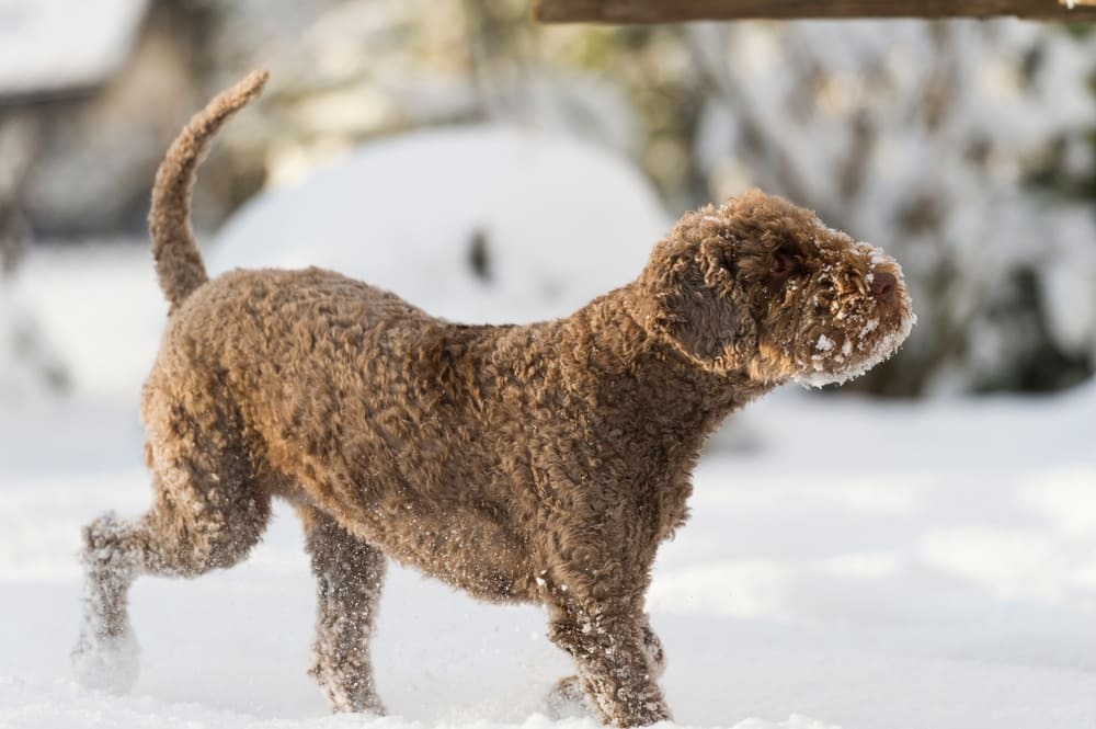 Изображениe — Лаготто романьоло в снежном саду Лаготто романьоло в снежном саду