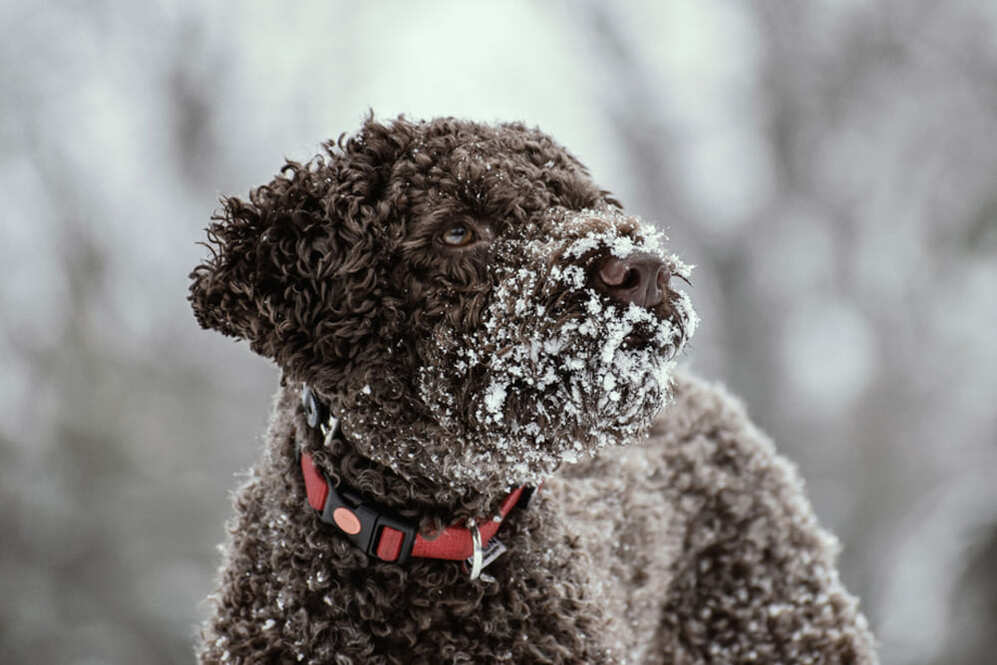 Изображениe — Лаготто романьоло на зимней прогулке Лаготто романьоло на зимней прогулке