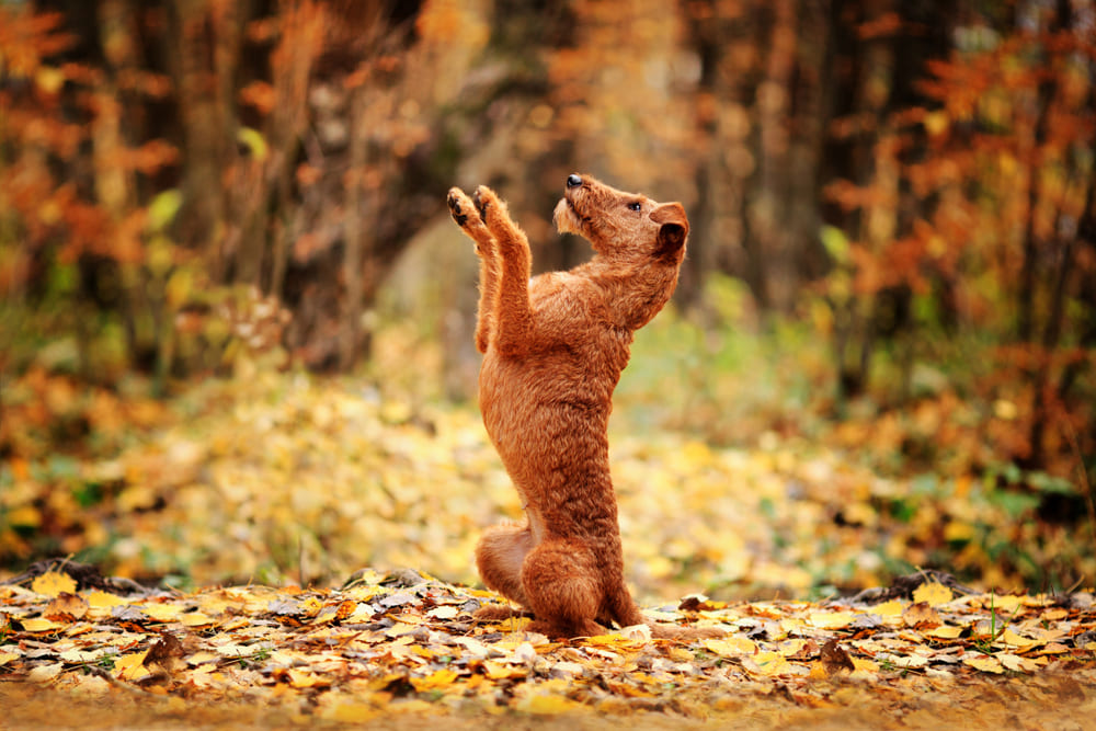 Дрессированный ирландский терьер