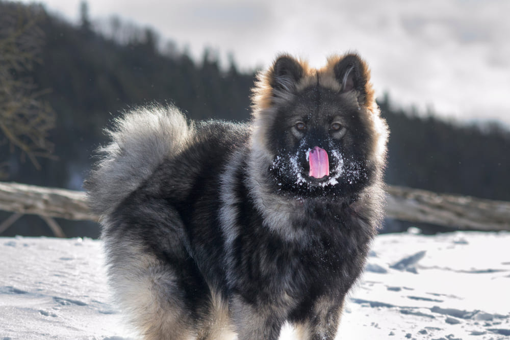 Собака породы евразиер