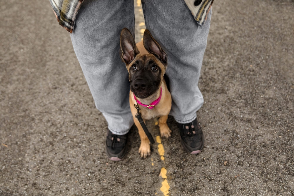 Щенок малинуа смотрит вверх