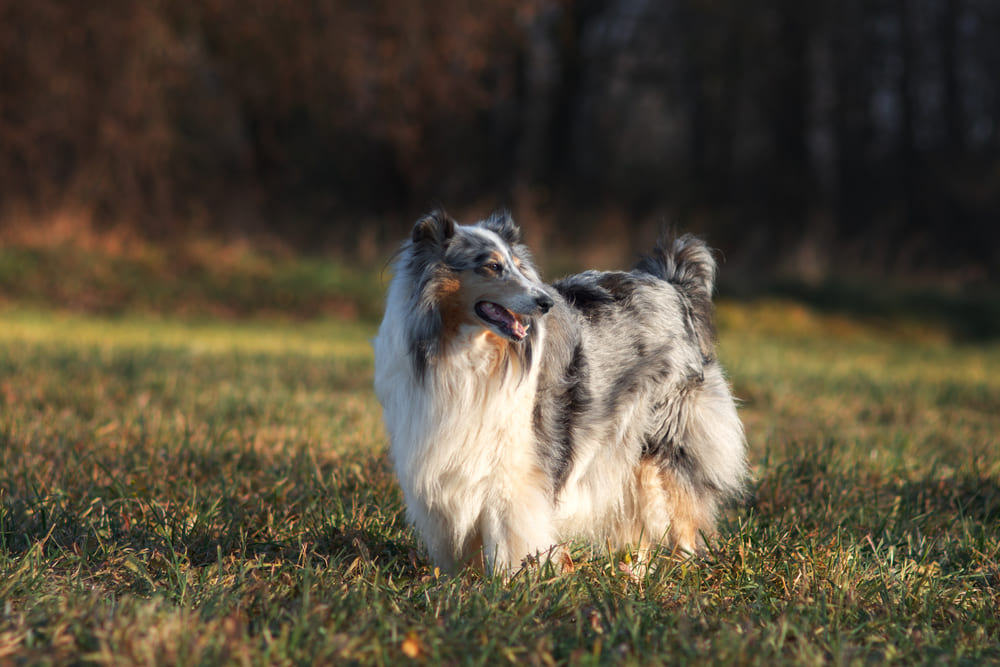 Собака с вытянутой мордой