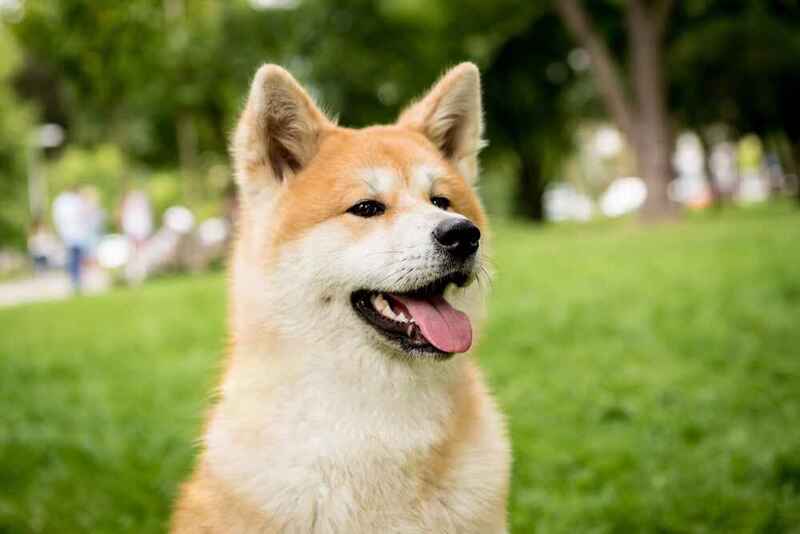 Изображениe — Акита-ину в парке Акита-ину в парке