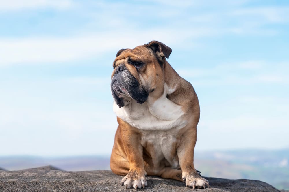 Английский бульдог в гористой местности