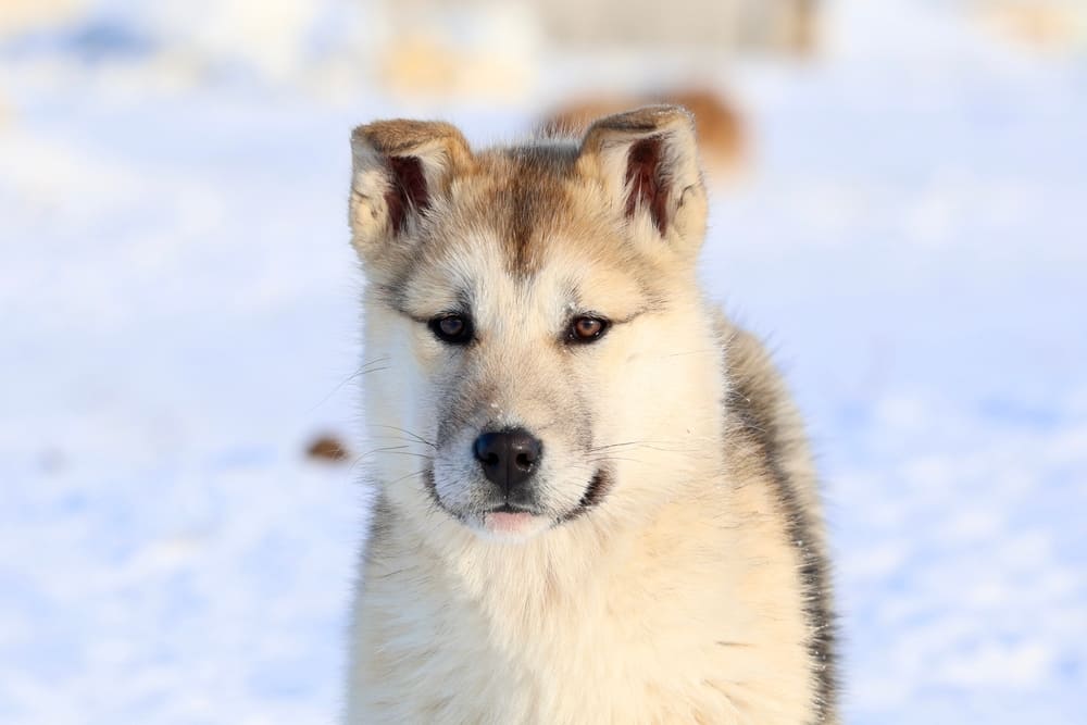 Взрослеющая гренландская собака