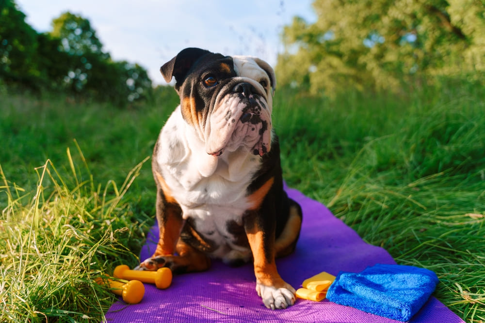 Английский бульдог летом