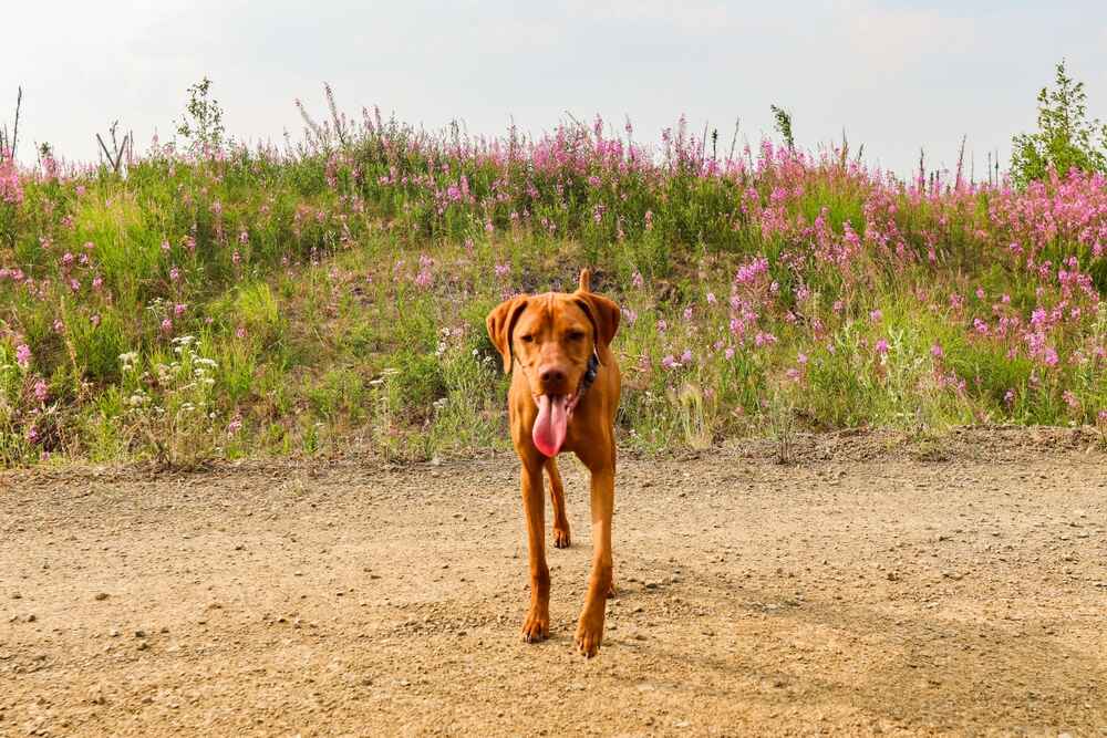 Это риджбек