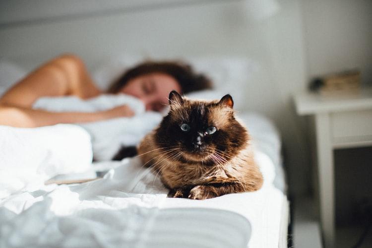 Почему кошки и коты спят в ногах у человека 
