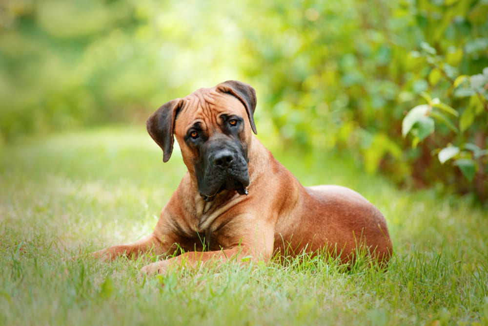 Бурбуль лежит на траве