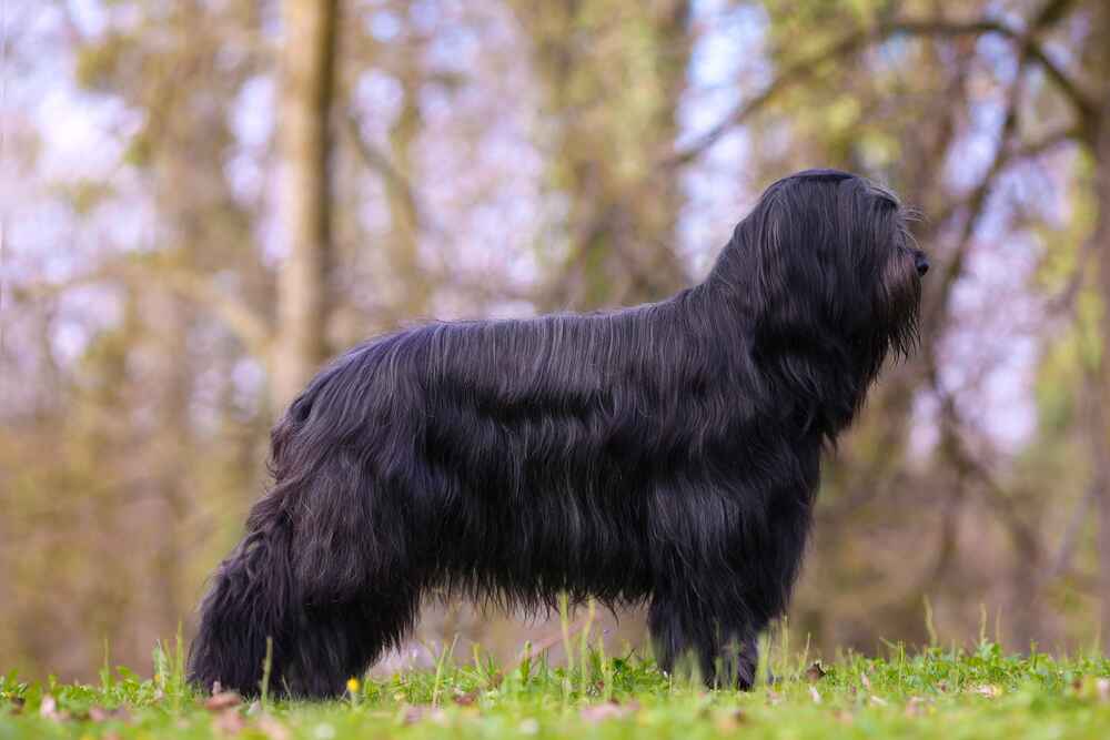 Бриар стоит боком