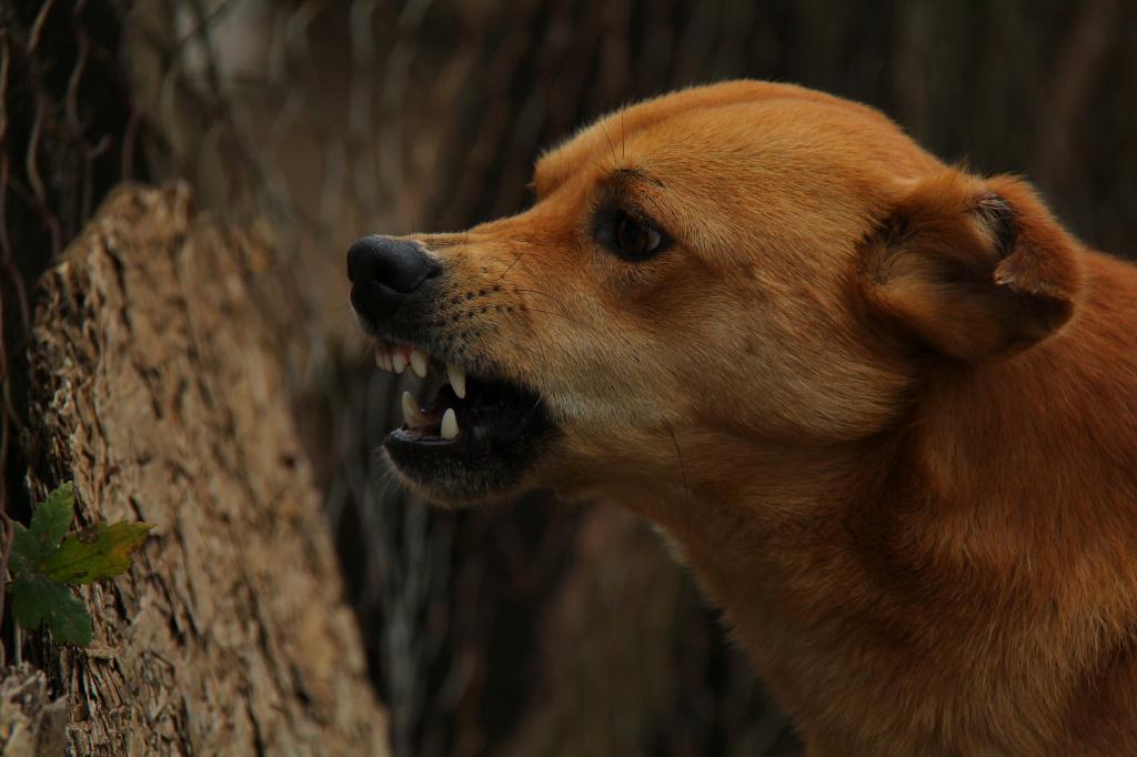 Причины агрессии у собак и 3 способа их устранения