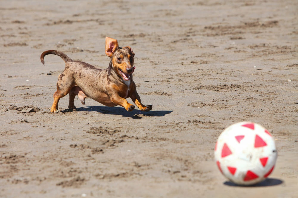Такса играет с мячом