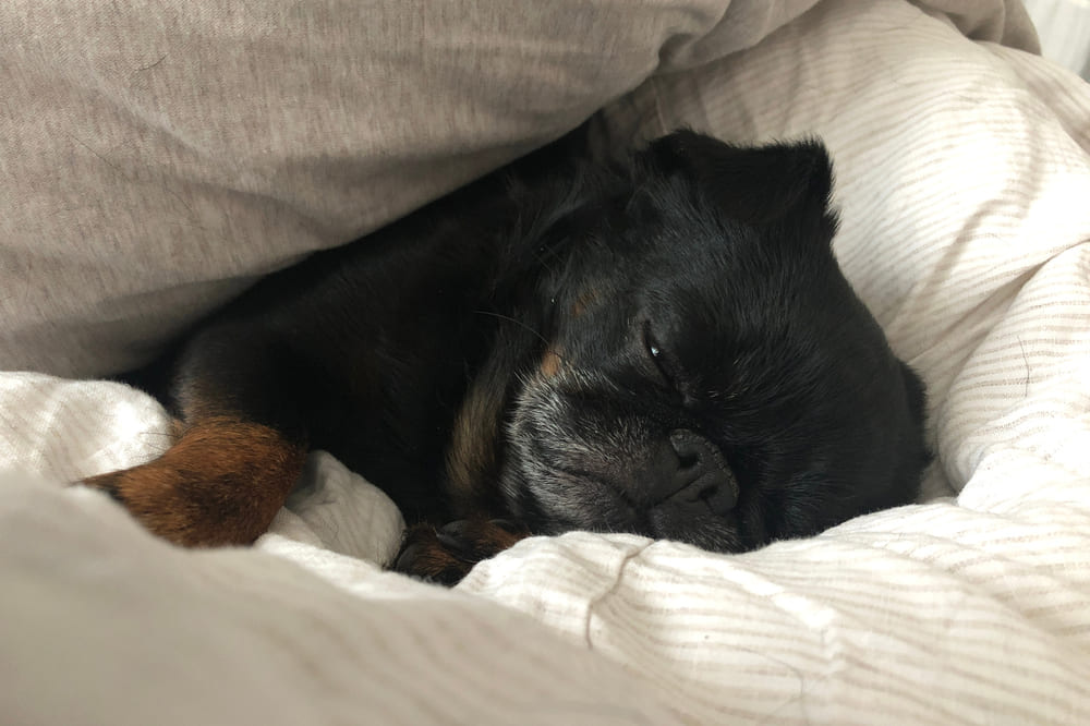 Пти-брабансон спит