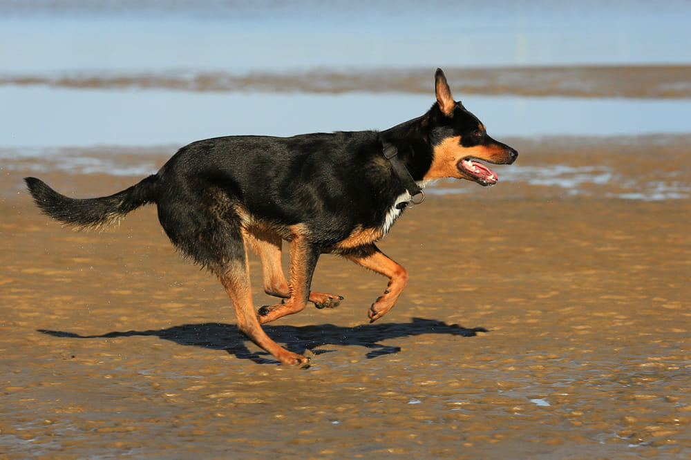 Собака келпи бежит по пляжу