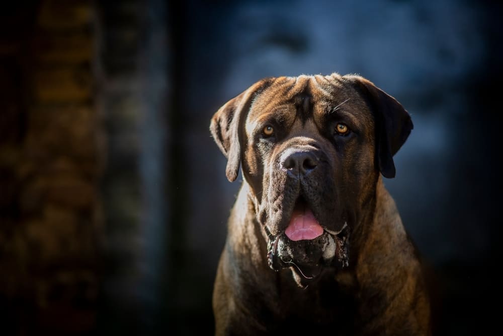 Портрет бурбуля