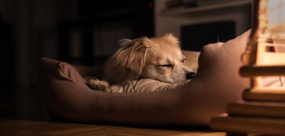 Как приучить щенка спать ночью
