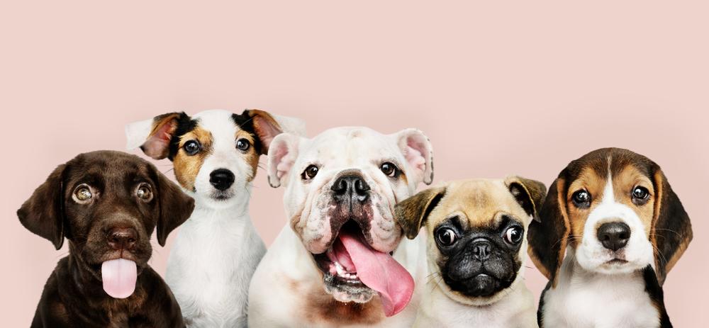 Как определить породу собаки по внешнему виду или фото