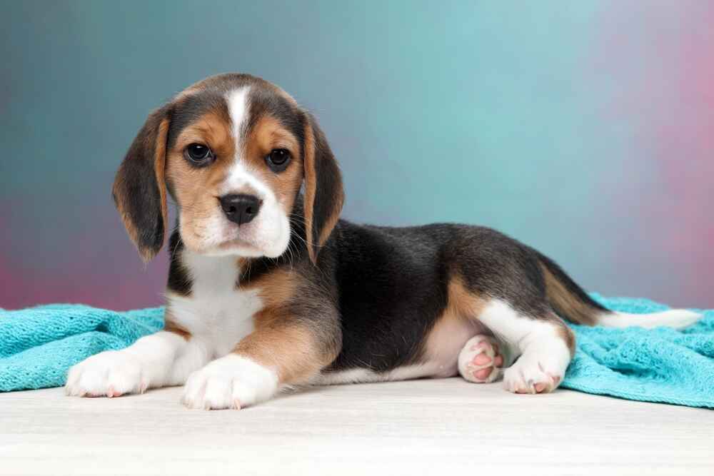 Милый щенок бигля