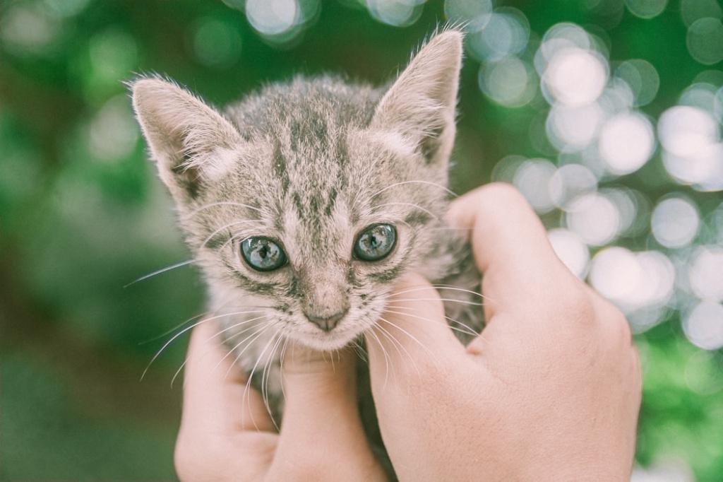 Почему маленький котенок чихает: опасные и неопасные причины