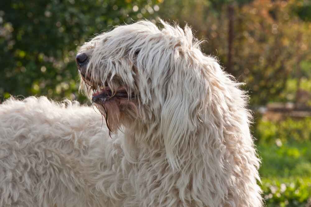 Это портрет комондора