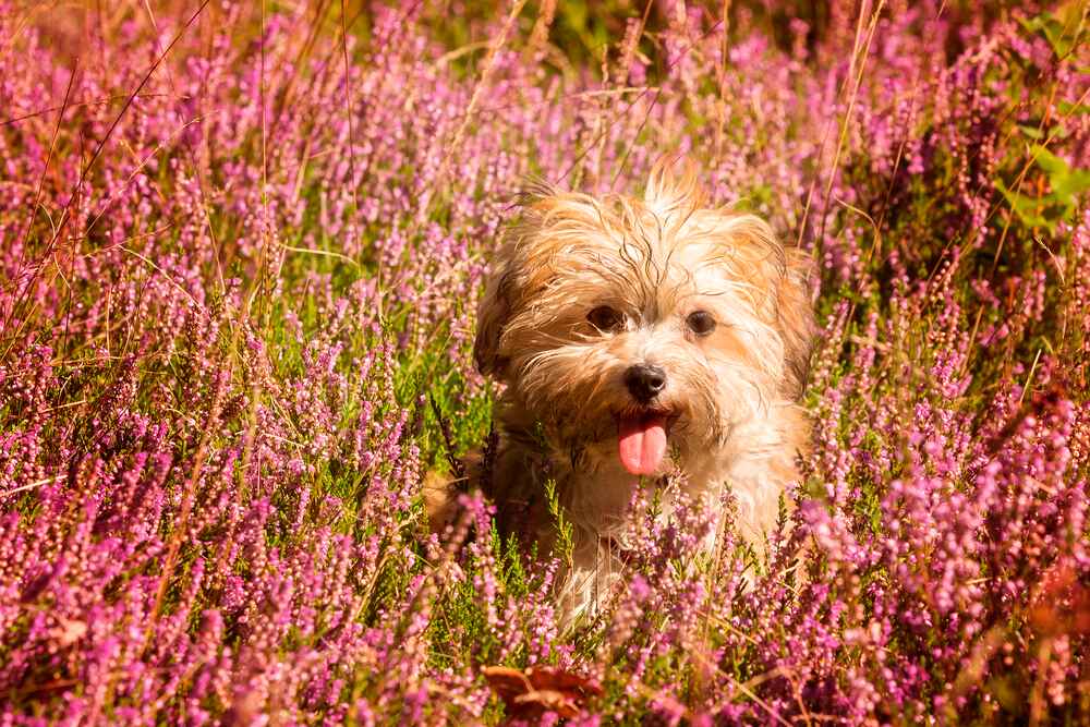 Очаровательный гаванский бишон