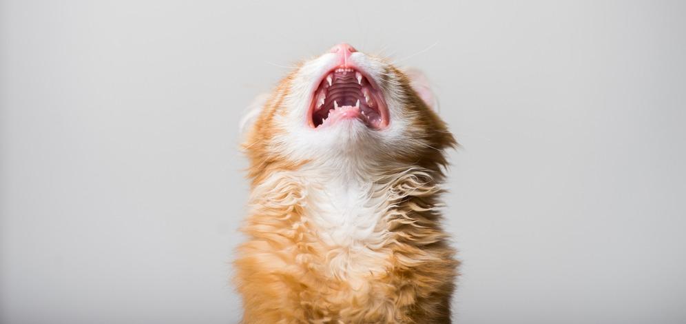 Почему у котенка или кошки пропал голос