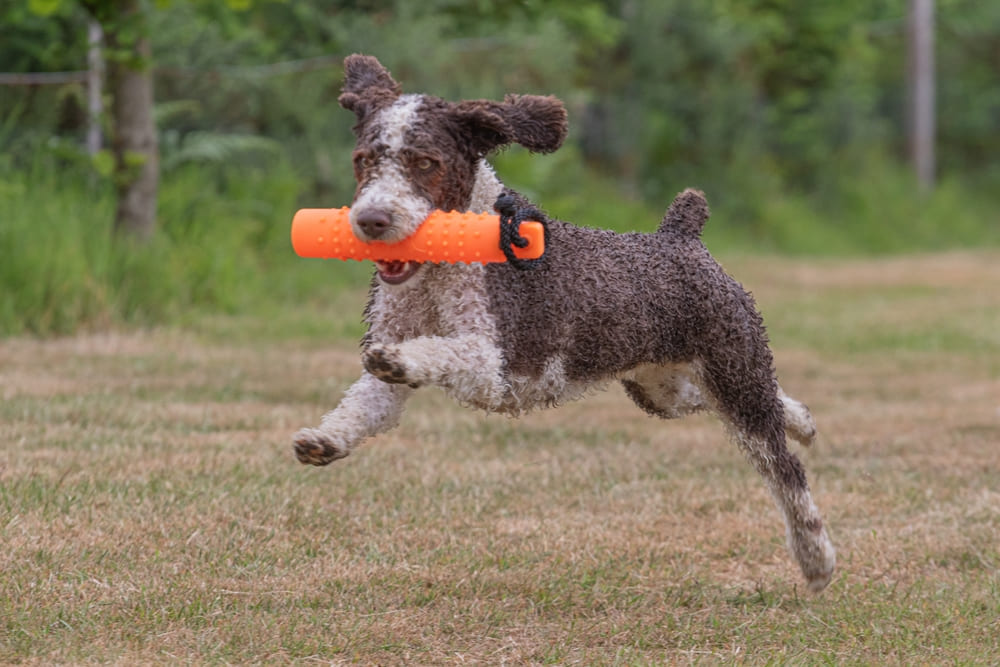 Испанская водяная собака бежит