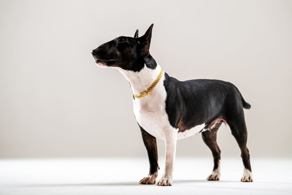 Бультерьер стоит