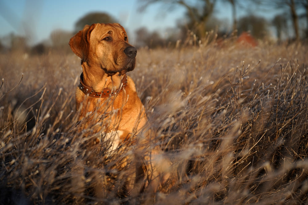 Брохольмер среди сухой травы