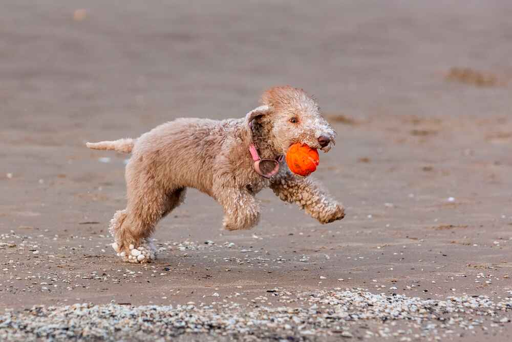 Бедлингтон-терьер у моря