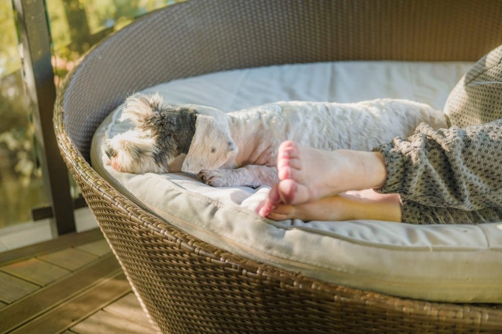 Силихем-терьер отдыхает с хозяйкой