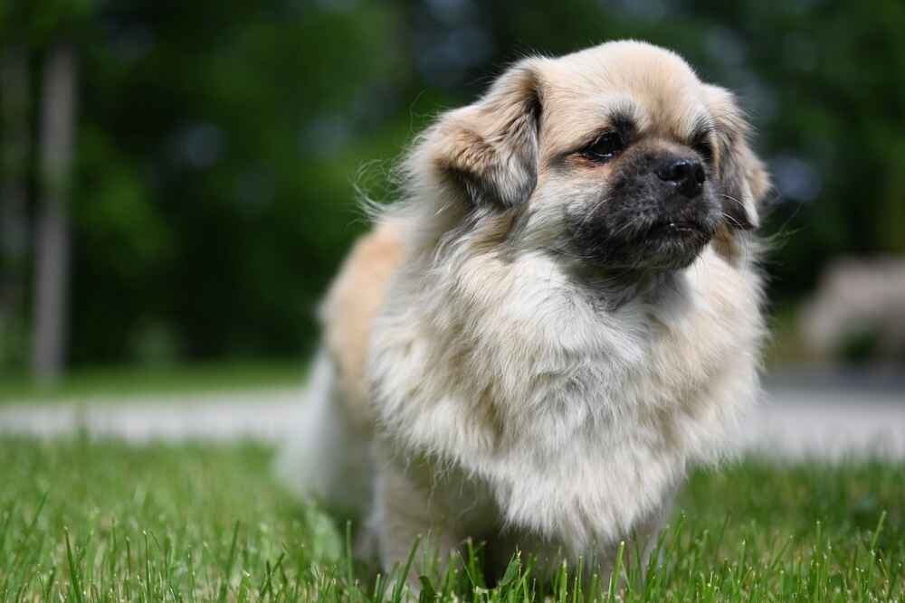 Милый тибетский спаниель в саду