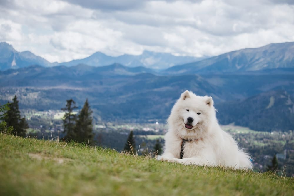 Самоедская собака на природе